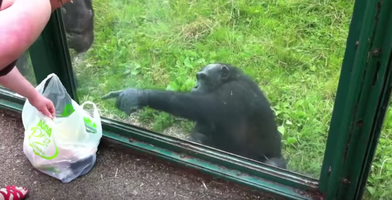 黑猩猩用「手語」跟遊客聊天互動！沒想到最後那個舉動讓大家全都看呆了...
