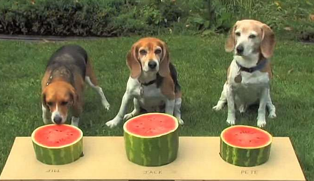 狗狗參加「吃西瓜大賽」場面卻一度失控到快比不下去！牠們吃西瓜的模樣，讓網友們都陶醉了...