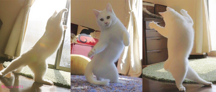 日本「醉拳貓」每天都在家練功，讓主人都看傻了！沒想到牠凌空飛起的那一瞬間，讓網友全笑翻了...