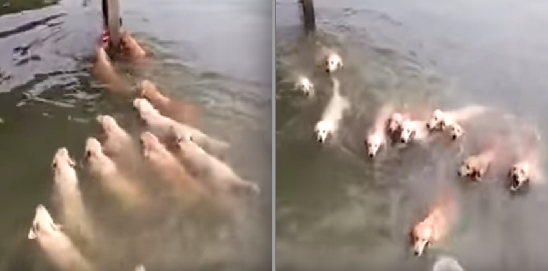 驚呆！湖邊突然出現「10幾隻黃金獵犬」路過民眾全看傻了！沒想到牠們竟然是在...