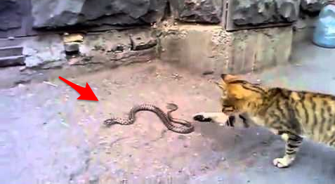 驚！貓咪展露驚人「殺蛇技巧」讓路過民眾都看呆了！牠把蛇叼走的瞬間，大家都看傻眼了...