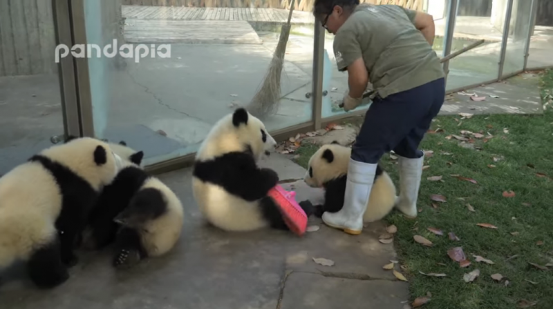 超萌超爆笑！該如何飼養熊貓寶寶，這支影片告訴你，竹簍超重要！？根本是小熊貓與飼育員的戰爭啊！