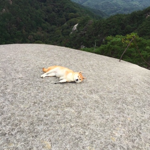 日本這隻柴犬，真的用生命詮釋什麼叫「不想上班不想上學不想出門不想動」…努力實行躺著過一生的宗旨！