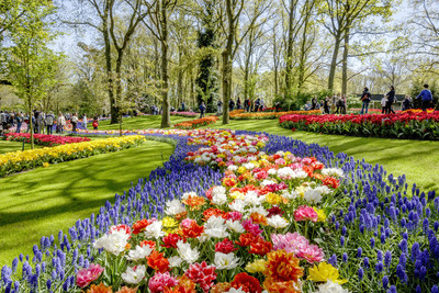 庫肯霍夫公園開門迎客，「荷蘭設計」鮮花競相開放