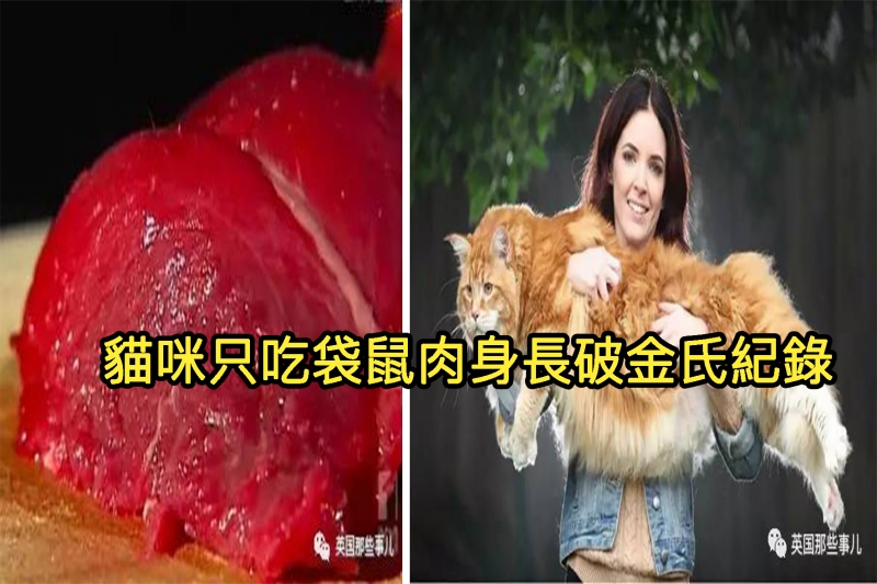 超狂貓咪「3年來只吃袋鼠肉長的比狗還大」食量超霸氣!體型大到「打破金氏紀錄」身長 1.18 公尺....
