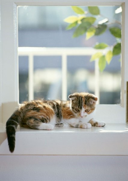 隱形鐵窗讓我的愛貓更安全
