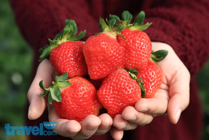 Life生活網 遇見春日的甜蜜滋味 一起去 苗栗 大湖 採草莓吧 行遍天下旅遊月刊