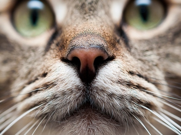 容易忽略的貓咪日常保健 貓鼻鼻的觀察及清潔 Life生活