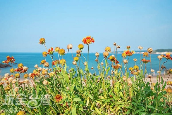 Life生活網 什麼 在本島北海岸也能看見澎湖縣花天人菊的蹤跡