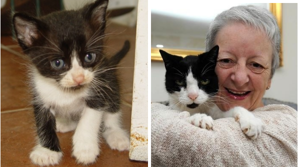 64岁的奶奶20年前救了一只小猫！20年后，这只小猫却意外的救了老奶奶一命！