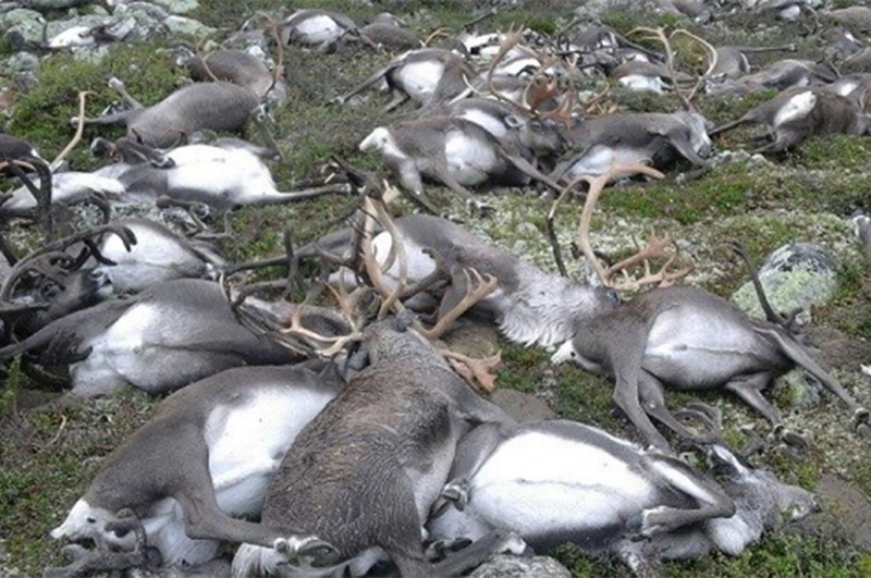 Life生活網 雷神降臨 一道落雷劈死挪威323隻馴鹿