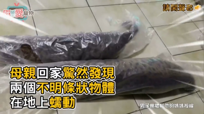 Life生活網 不明物種在地蠕動 原來是貓海參啊