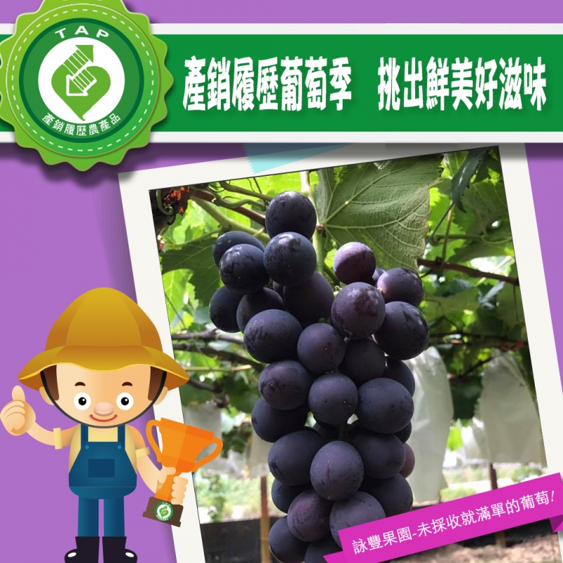 產銷履歷葡萄季~挑出鮮美好滋味