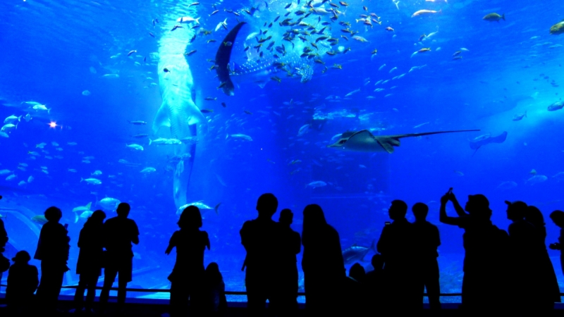 Life生活網 影 走訪 沖繩美麗海水族館 巨大鯨鯊優雅進食秘訣讓主持人直呼 很想吐