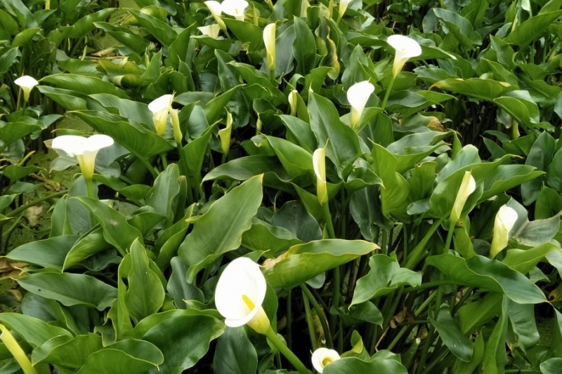 Life生活網 竹子湖海芋能轉換家中風水磁場