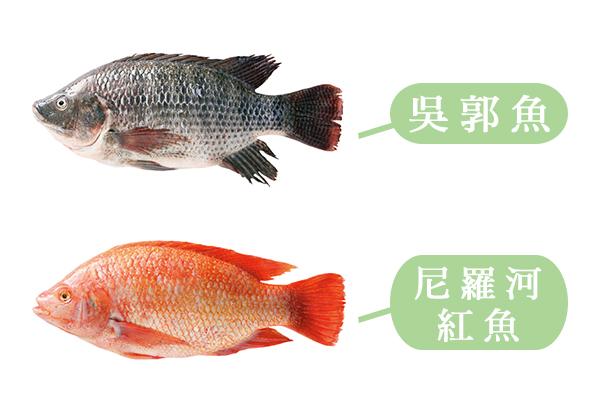 吳郭魚也是台灣鯛，紅的黑的不一樣？