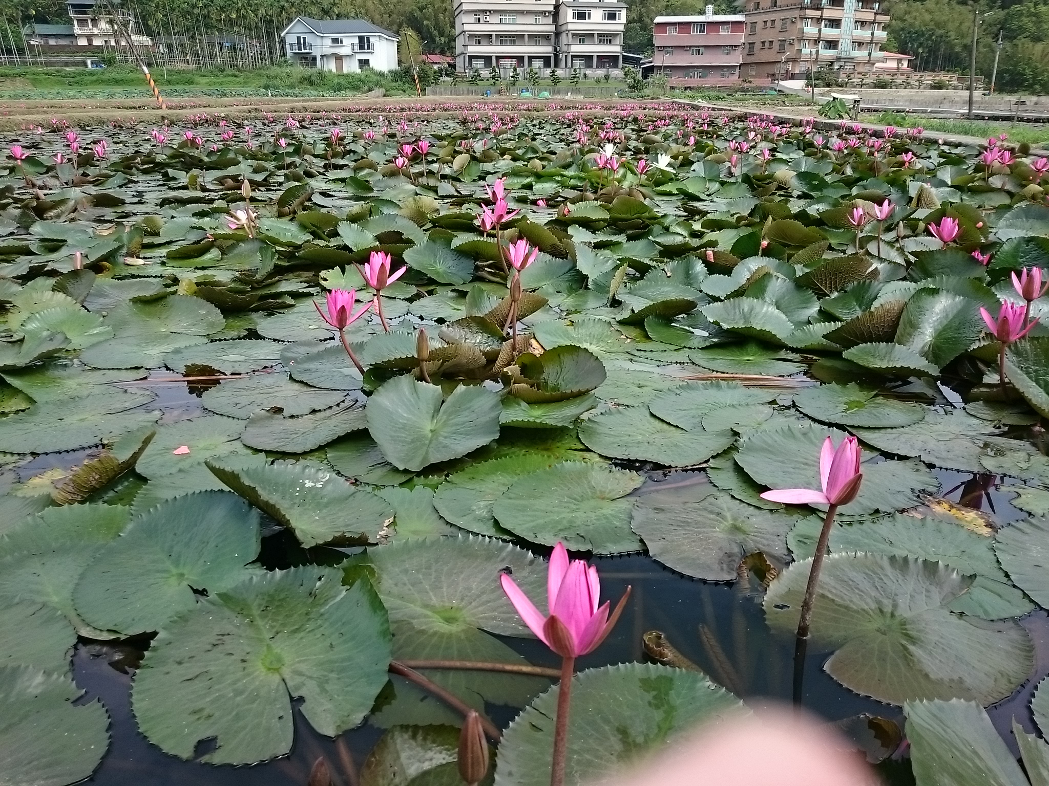 Life生活網 雙溪荷花謝睡蓮 香水蓮比美 Life生活網 雙溪荷花謝睡蓮 香水蓮比美