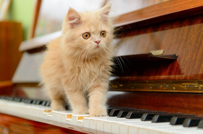 別讓你的貓在鋼琴上昏倒了◎洪大倫