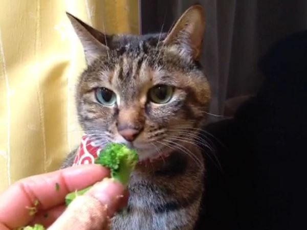 貓奴餵吃花椰菜　貓咪考慮一秒竟然就被土匪搶走！