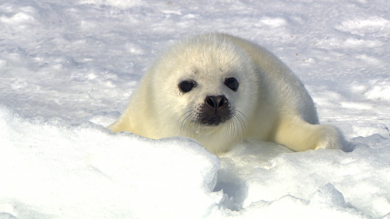 《聚焦全世界》拯救北極小白仔-聚焦北冰洋