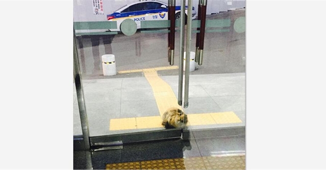 這隻流浪貓因為天氣太冷走進派出所取暖，接下來發生的超暖一幕讓大家都讃爆了！