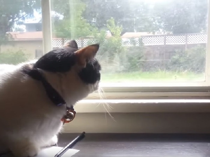 貓咪悶悶望窗外　原來窗外有好多牠最愛的．．．．　
