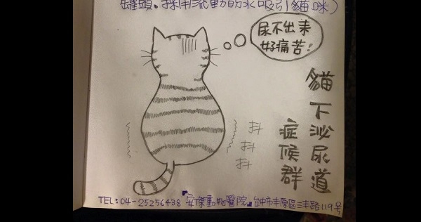 如果你家的貓有「這些症狀」，請就醫．．．《貓下泌尿道症候群FLUTD》｜安傑動物醫院