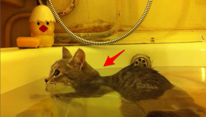 驚！小貓咪跟「美腿女主人」一起泡澡，浴室畫面簡直是人間天堂！沒想到喵喵下水的那一瞬間，牠的「反應」竟然... 