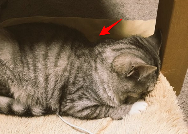 她回家後發現貓咪「一臉落寞」趴坐在地，整個賭氣到不行！最後，大家得知「原因」後全都笑翻了！沒想到貓咪竟然...