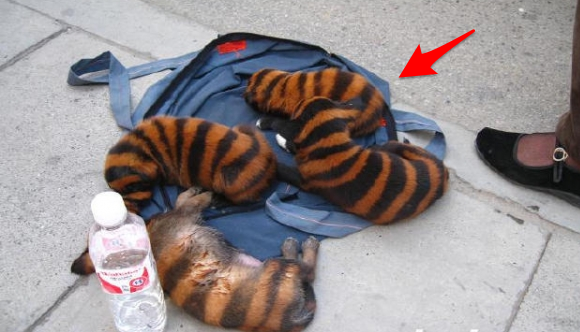 驚！男子撿到「超像蜜蜂」的生物，PO文問人這是什麼品種！照片一上傳後網友瞬間傻眼！沒想到它竟然...