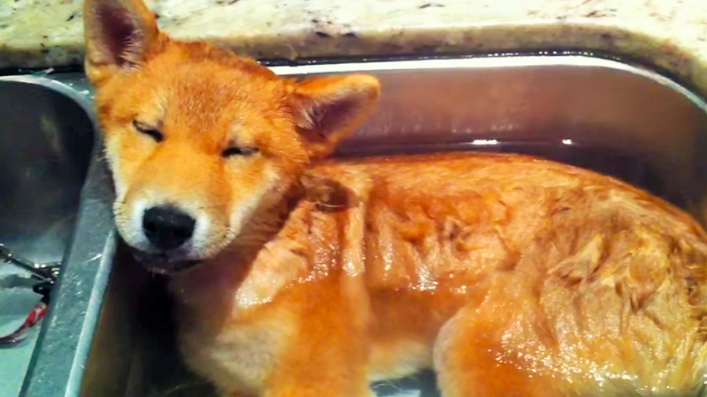 三個月大的小柴犬比主人還懂得「享受泡澡」讓人看完都想下水了！沒想到牠一下水的那一瞬間「表情和反應」竟然...