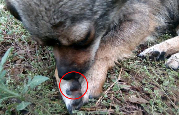 驚！這隻流浪狗不停「撕咬自己」痛苦到一直在地上打滾！沒想到背後的「原因」竟然是...  太可憐了！