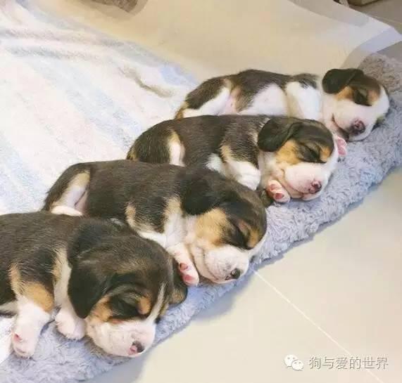 這些小狗「排排睡覺」的樣子讓主人都看融化了！尤其「第4張」超可愛，沒想到他們竟然...