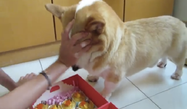 主人一直問柯基要不要吃飯，結果又不拿給牠吃！沒想到這隻狗狗最後竟然...