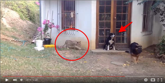 主人讓「獅子」和狗狗玩抓迷藏，竟害狗狗差點嚇死！汪星人回頭的那一剎那，沒想到竟然...