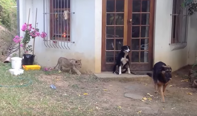 主人把「小獅子」帶回家玩，卻害其它毛小孩當場嚇壞！狗狗逃跑的那一瞬間真的太有趣了...