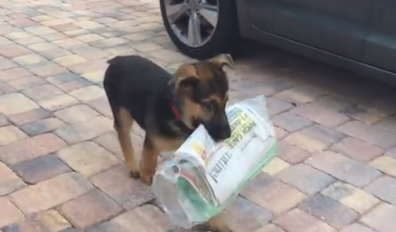 這隻德國小狼犬學習「咬報紙」充當送報員！看著他努力學習的樣子讓所有人都融化了...
