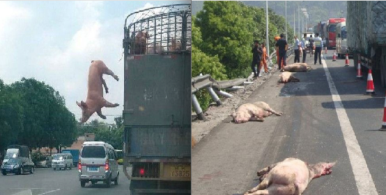 屠宰車上好多隻豬「不甘受死」竟在國道上跳車求生！這一幕，讓所有人都看傻眼了....