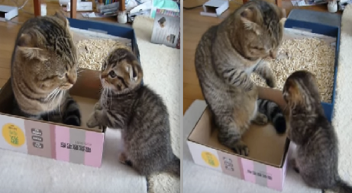 主人養了2隻貓卻故意只放一個紙箱，讓牠們打架打翻了！網友看到牠們揮拳的「可愛模樣」全都融化了...