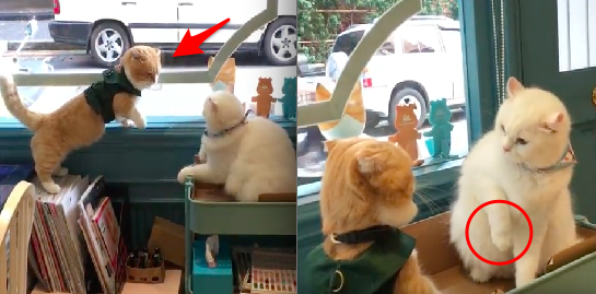 「橘色小貓」不停靠近白貓，試圖想霸佔牠的紙箱！結果下一秒主人瞬間笑歪，沒想到白貓的反應竟然...