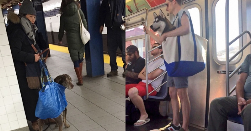 帶寵物怎麼上捷運？紐約客的經典示範也太鬧了吧，千萬不要學習捏~