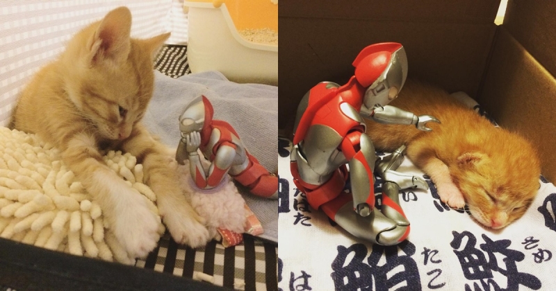 鹹蛋超人奧特曼在日本的秘密任務：照顧棄養貓長達1年，貓咪的真實反應絕對融化你的心