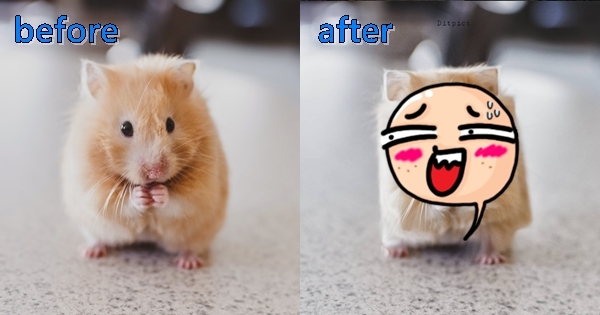 10張後製過的動物圖片，把動物們都變成「國字臉」XD小倉鼠實在太萌啦！