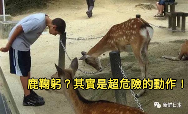 奈良「跟日本人一樣有禮貌的鹿」竟會鞠躬道謝？錯！這其實是「示威姿勢」超級危險，快分享給不知道的人！