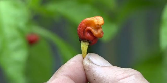 辣椒真的會辣死人！世界最新品種辣椒「龍息辣椒」竟有這用途！？