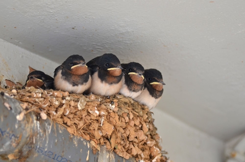 臺灣常見燕子不只一種？快來認識你家屋簷下的小房客！