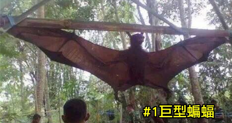 盤點5種「瞬間放大100倍」的畸形變種生物。#2被這種「比臉還大的巨蚊」吸血會直接變「人乾」吧…