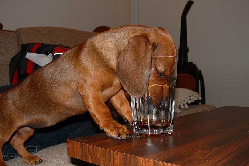 從今天起，八招讓狗狗愛上喝水！
