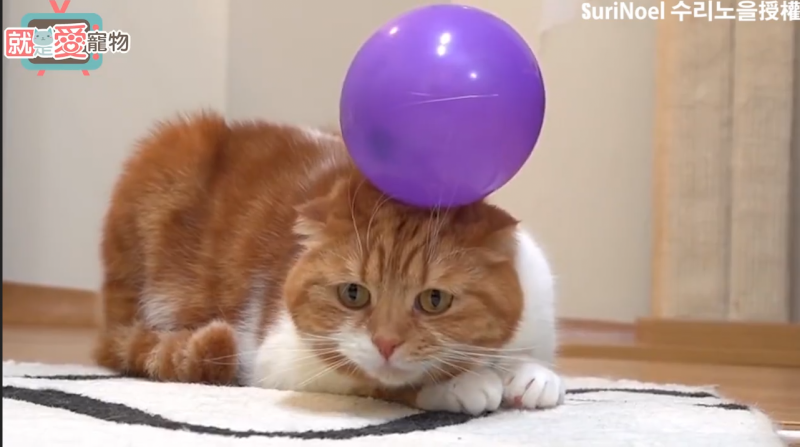 貓主子靜電纏身 森77！冬天就是要用氣球擼貓！