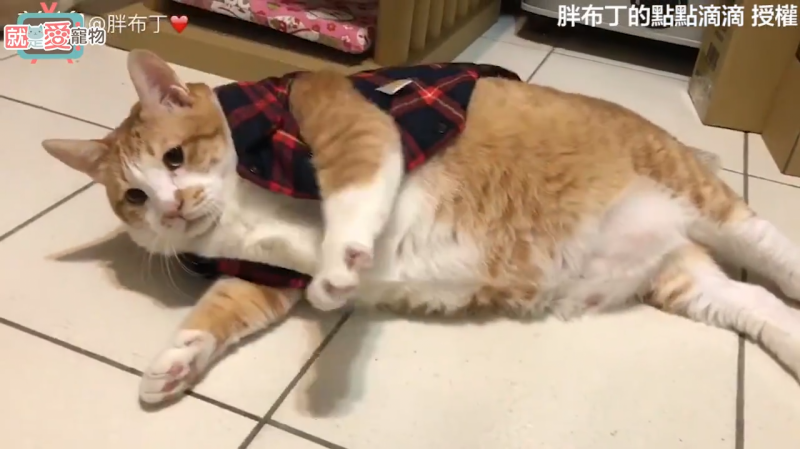橘貓不胖還是橘貓嗎？這次是連衣服都穿不上了。
